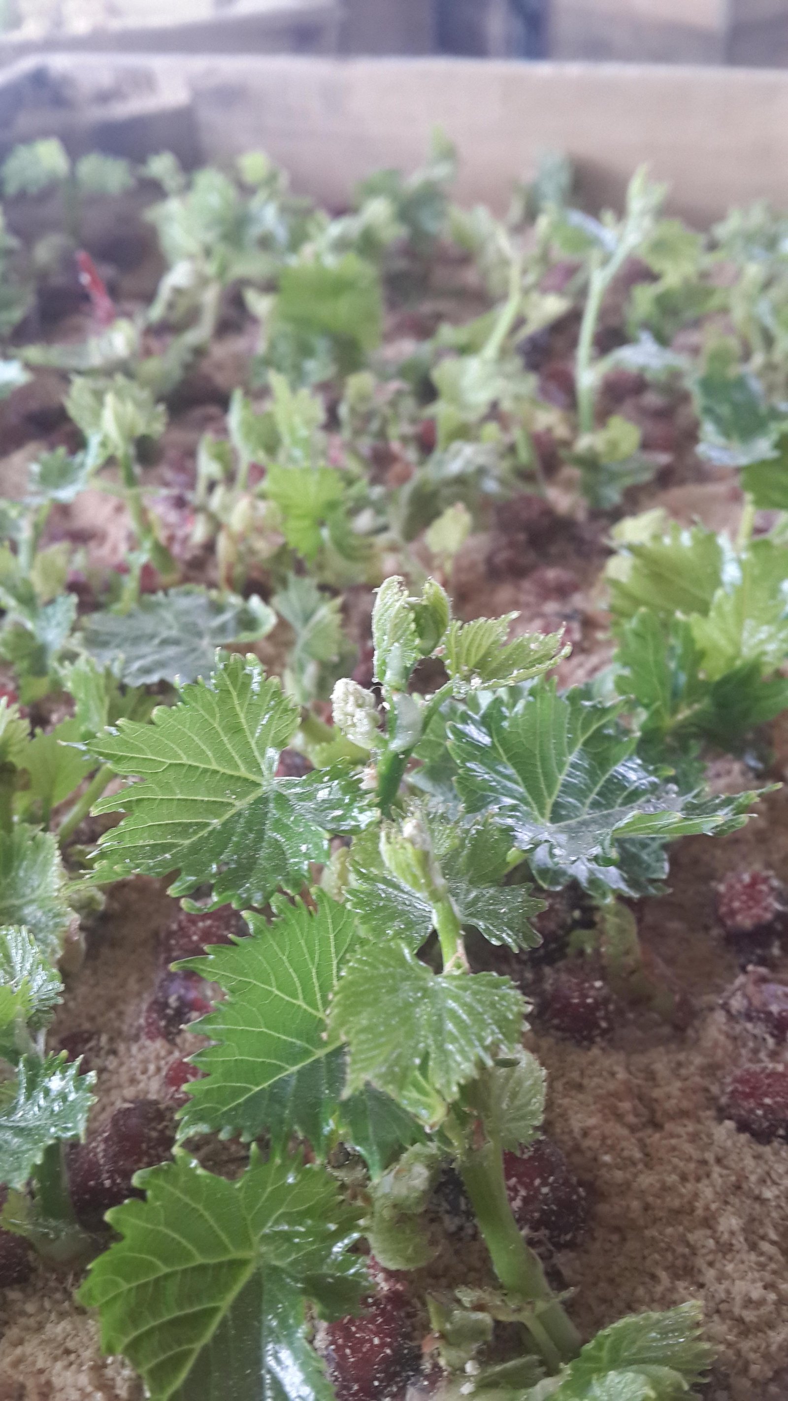 Alıştırma Safhası