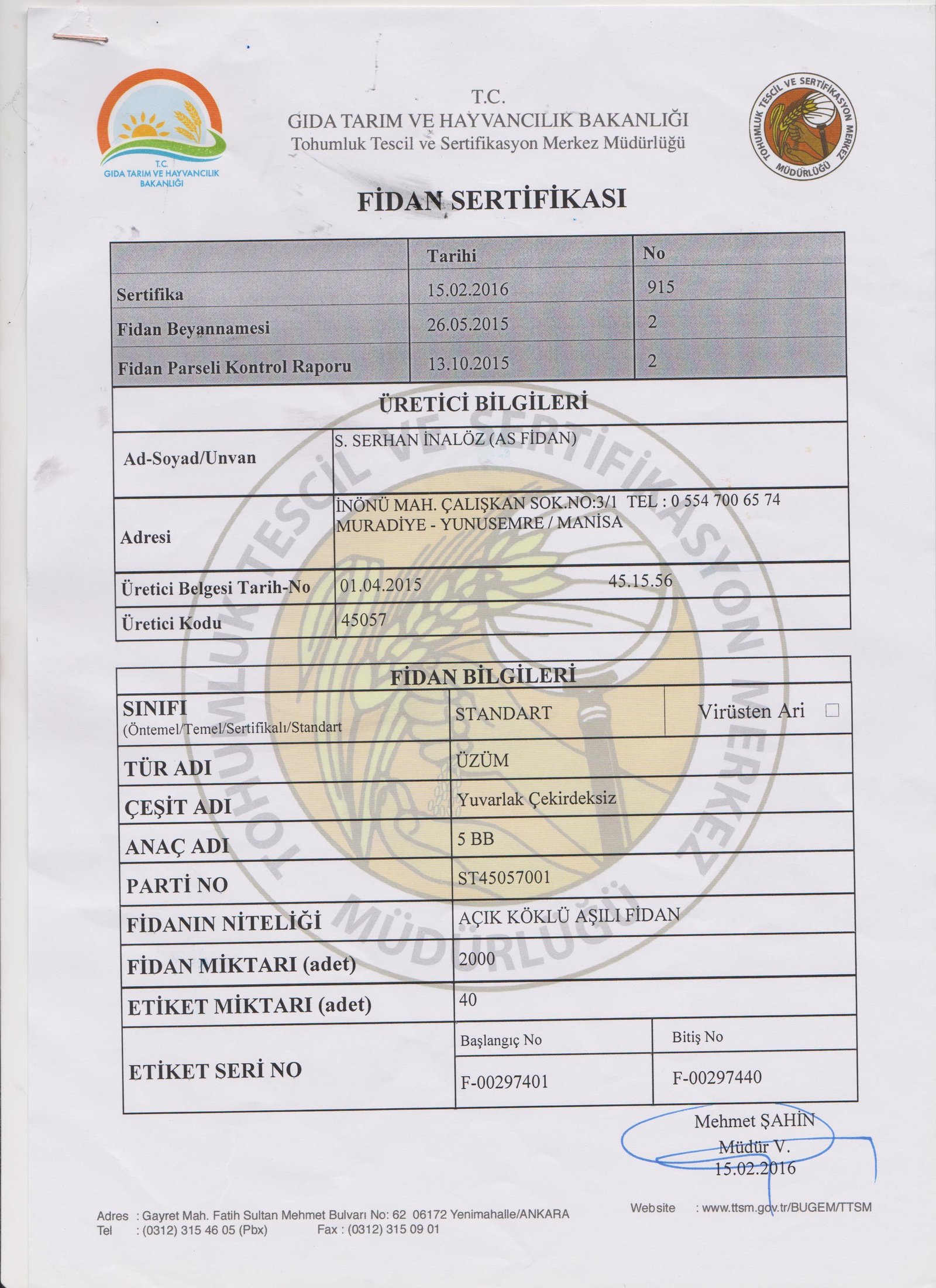 As Fidan - Asma Fidancılığı