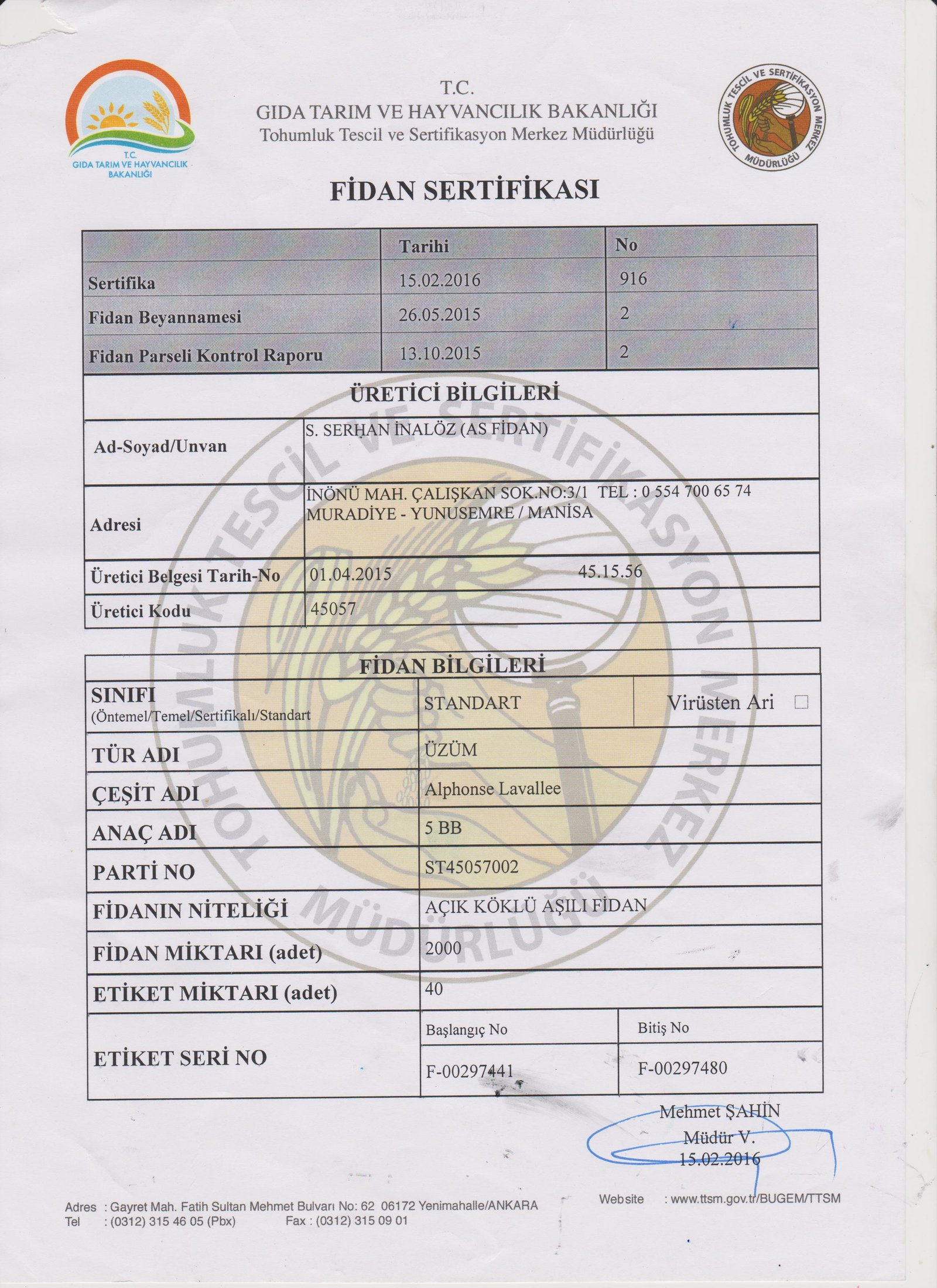 As Fidan - Asma Fidancılığı